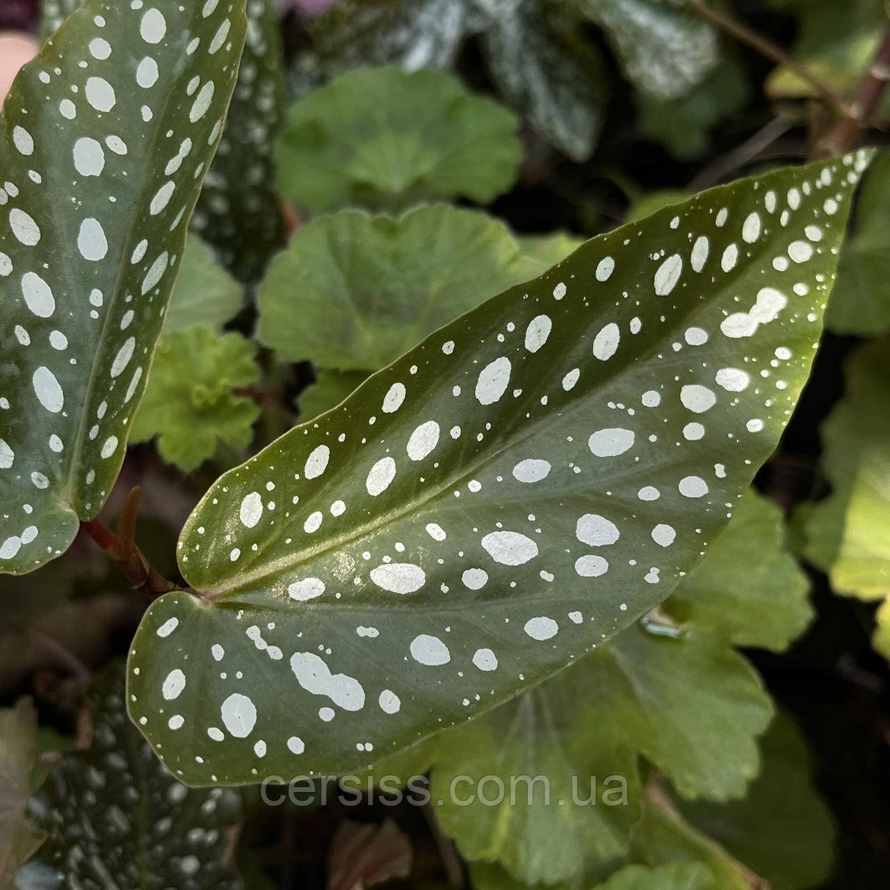 Бегонія Альбопікта, Begonia Albopicta