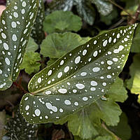 Бегонія Альбопікта, Begonia  Albopicta