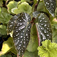 Бегонія pseudolubbersii декоративнолистяні кімнатні рослини Begonia pseudolubbersii