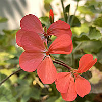 Пеларгония Ампельная укорененный черенок, Pelargonium