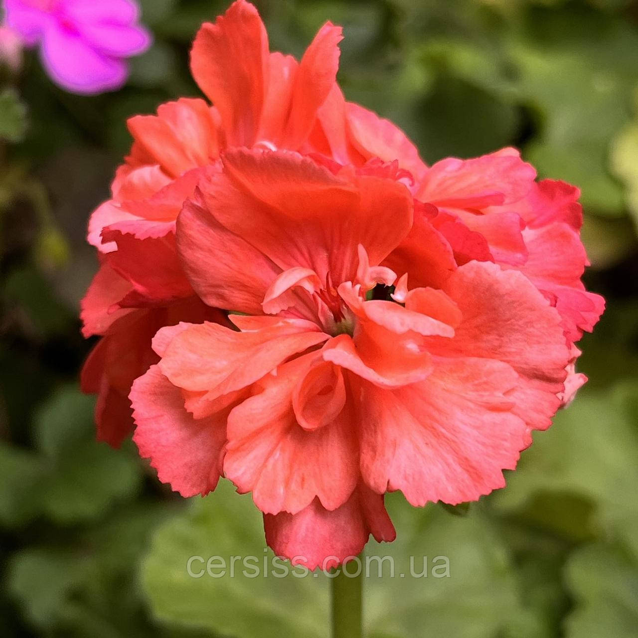 Пеларгонія Діана Палмер, Pelargonium Diana Palmer, фото 1