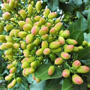 Фісташка Джамбо (зкс)