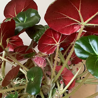 Бегония Краснолистная комнатные растения в горшках Begonia erythrophylla