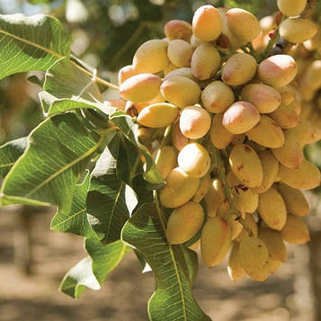 Фісташка Зорька (зкс)