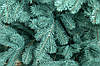 Ялинка лита "Ковалівська" Блакитна 3,00м, фото 4