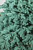 Ялинка лита "Ковалівська" Блакитна 3,00м, фото 5