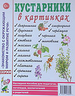 Кустарники в картинках. Наглядное пособие для педагогов, логопедов, воспитателей и родителей