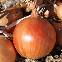 Цибуля ріпчаста ЛЕГАСІ F1 / LEGASI F1 LibraSeeds 250000 шт