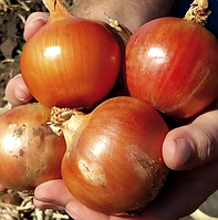 Цибуля ТИТАН F1 / TITAN F1 LibraSeeds 250000 шт