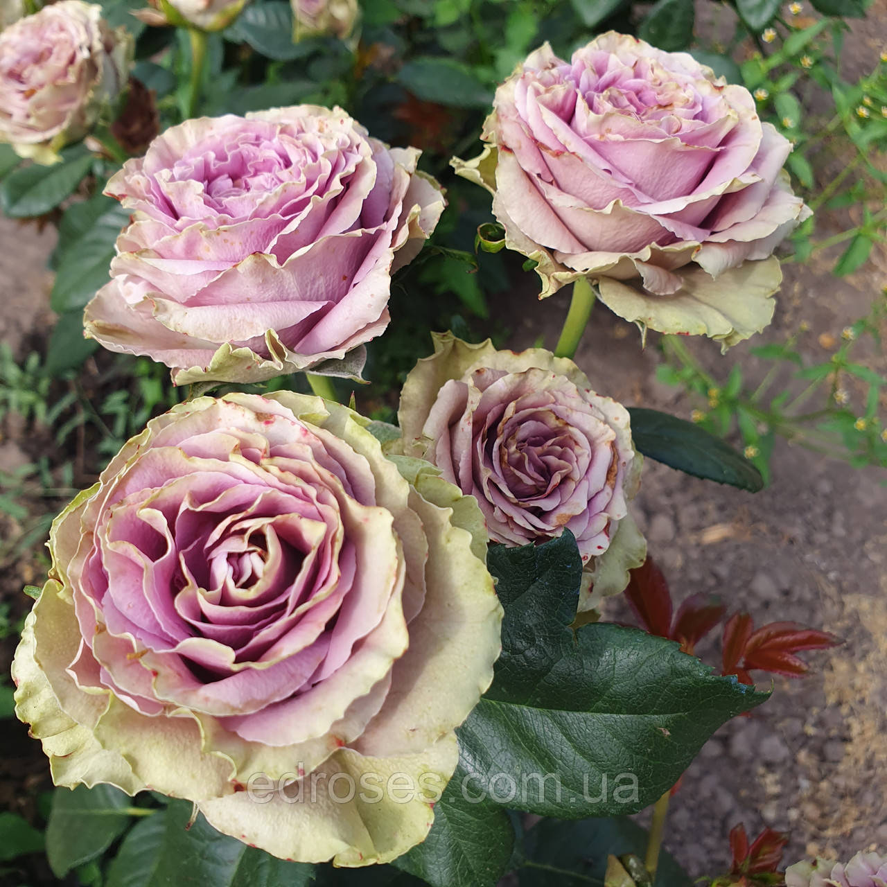 Саманта Брайдал (Samantha's Bridal), фото 1