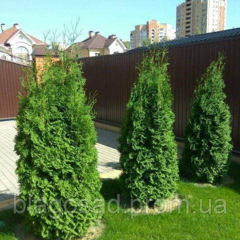 Туя західна Мікі, Thuja occidentalis Miky, (контейнер 3л) - фото 2 - id-p2017205145