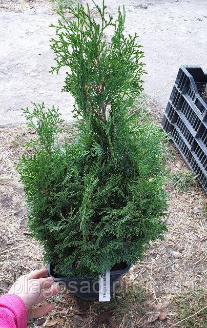 Туя західна Мікі, Thuja occidentalis Miky, (контейнер 3л) - фото 1 - id-p2017205145