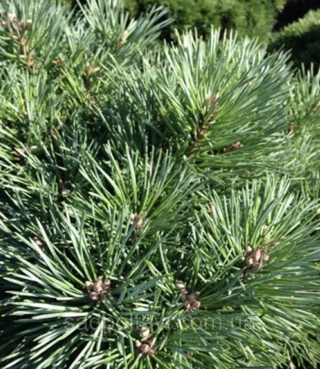 Сосна звичайна Шантрі Блу/ С5/ h 50 / Pinus sylvestris Chantry Blue