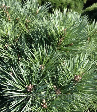 Сосна звичайна Шантрі Блу/ С5/ h 50 / Pinus sylvestris Chantry Blue, фото 2