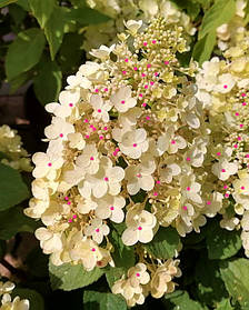 Гортензія волотиста Бі Хеппі \ Hydrangea paniculata Bee Happy ( саджанці 3 роки С5л )