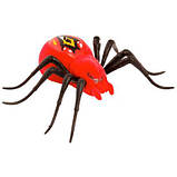 Павук що бігає червоний, фото 2