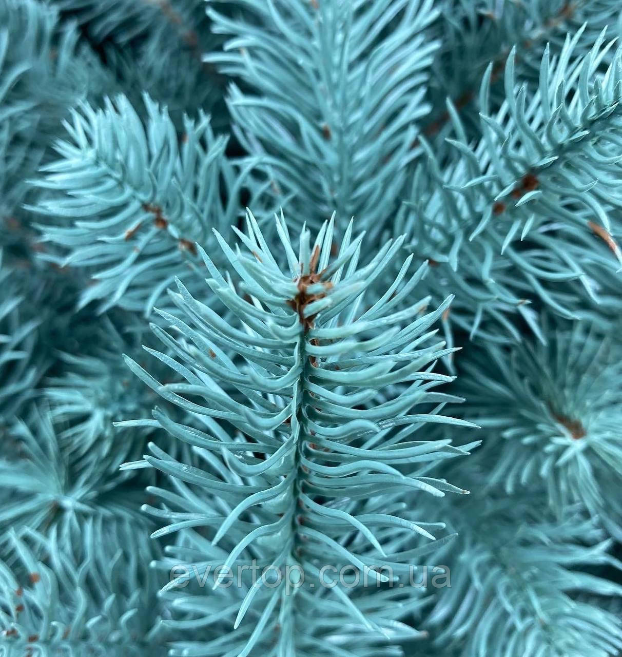 Искусственная елка 1.8 м, литая, голубая Ковалевская - фото 2 - id-p2017426899