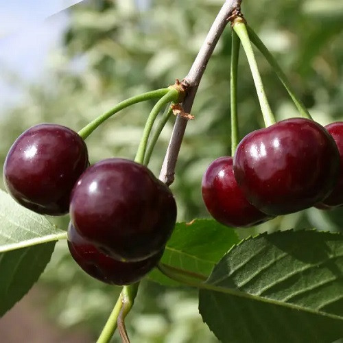 Вишня Володимирська (середньостигла), фото 1