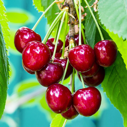 Вишня Норд Стар (пізня), фото 1