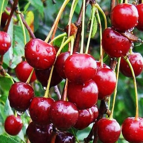 Вишня Молодіжна (середньостигла), фото 1