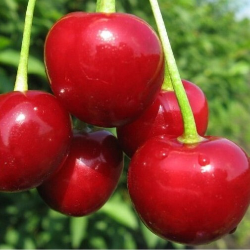 Вишня Любська (пізня), фото 1