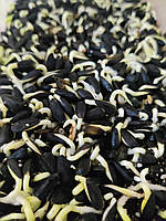 Соняшник, насіння мікрозелені 100 г