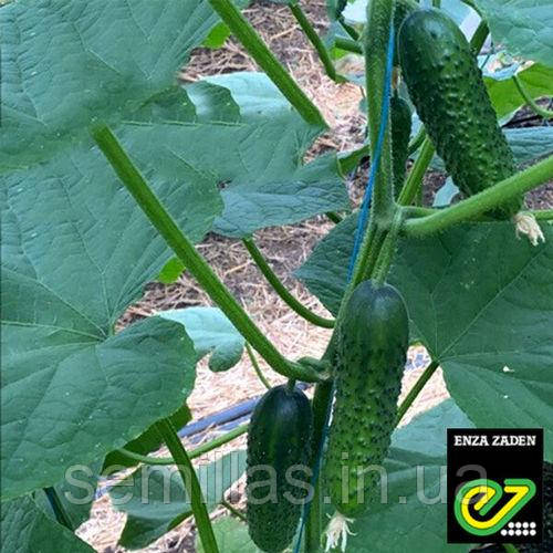 Насіння огірка Ірленд (Erlend) F1, 500 шт., корнішон, партенокарпік