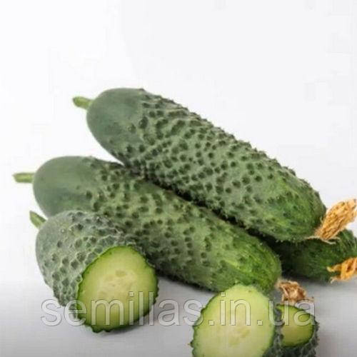 Насіння огірка Ронел (Ronel) F1, 250 шт., корнішон, партенокарпік