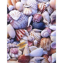 Алмазний живопис, "Мушлі" 40х50см. в коробці GLE73805