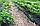 Агроволокно чорне мульчующє Garden Flora 60г/м2 - 1.07м/100м Польща, фото 7