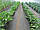 Агроволокно чорне мульчующє Garden Flora 60г/м2 - 1.07м/100м Польща, фото 8