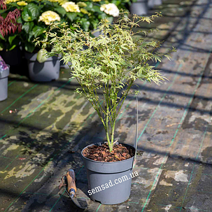 Клен пальмолистий Батерфляй\ Acer palmatum Butterfly  (саджанці 3 роки С2л 50 - 60см ), фото 2