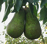 Груша Малівчанка. (айва Елін). (вв), фото 2