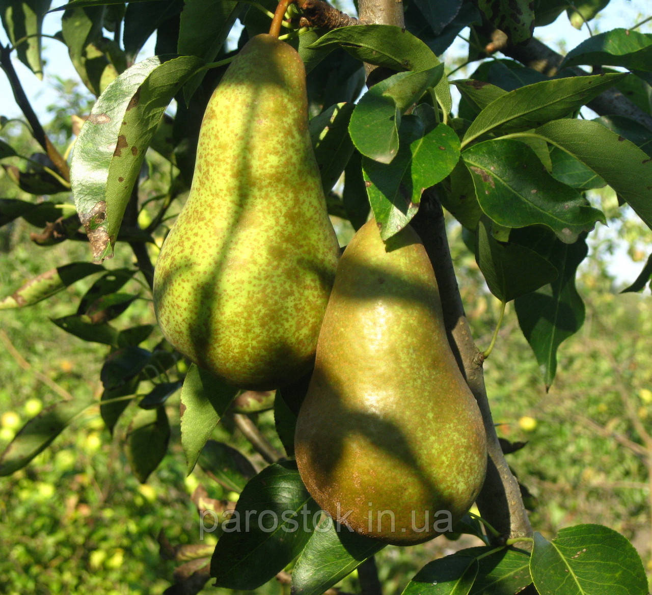 Груша Малівчанка. (айва Елін). (вв), фото 1