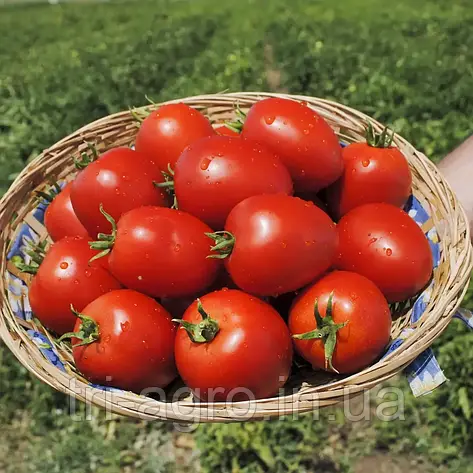 Томат Наміб F1 10шт (Проф.Нас), фото 2