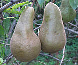 Груша Малівчанка. (айва Елін). (вв), фото 3