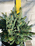 Ялина канадська Сайс Вондер / Picea glauca 'Cy's Wonder', С7,5, 7 років, 35+ см, фото 5