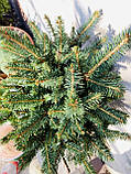 Ялина канадська Сайс Вондер / Picea glauca 'Cy's Wonder', С7,5, 7 років, 35+ см, фото 6