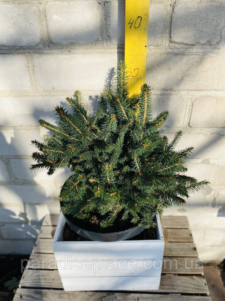 Ялина канадська Цис Вондер / Picea glauca 'Cy's Wonder', С7,5, 7 років, 35+ см - фото 3 - id-p1850866211