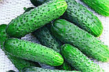 Огірок Бджілка на відпочинку F1 /партенокарпік/ 10шт, фото 2