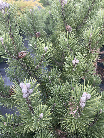 Сосна гірська Гріндейл/С8/ h 60/Pinus mugo Greendale, фото 2