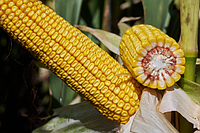 Насіння кукурудзи Аттракксіон RAGT ФАО 270