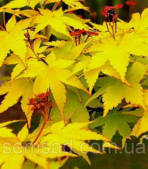 Клен пальмолистий Саммер Голд \ Acer palmatum 'Summer Gold ( саджанці 3 роки 50-60см )