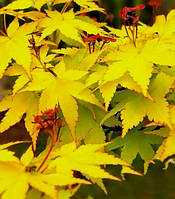 Клен пальмолистный Саммер Голд \ Acer palmatum 'Summer Gold ( саженцы 3 роки 50-60см )