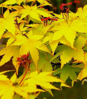 Клен пальмолистий Саммер Голд \ Acer palmatum 'Summer Gold ( саджанці 3 роки 50-60см ), фото 2