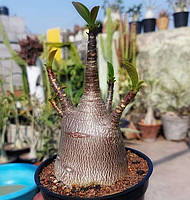 Аденіум арабікум Black Ship (насіння, 1шт)