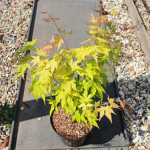 Клен пальмолистий Саммер Голд \ Acer palmatum 'Summer Gold ( саджанці 3 роки 50-60см ), фото 2