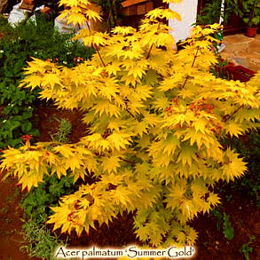 Клен пальмолистий Саммер Голд \ Acer palmatum 'Summer Gold ( саджанці 3 роки 50-60см ), фото 2