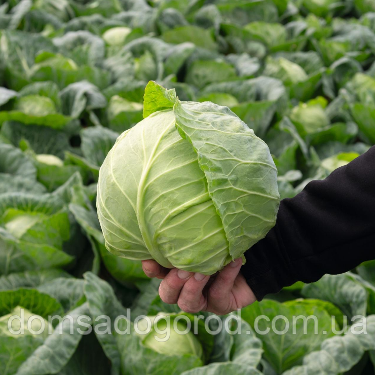 Капуста Bejo РАНІНІ 2 500 насінин.