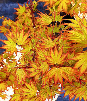 Клен пальмолистий Акане \ Acer palmatum Akane ( саджанці 3 роки 50-60см ), фото 2